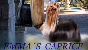 JACQUELINE TRUE LADY EMMA'S CAPRICE — Labaza DogPedigree YorkshireTerrier